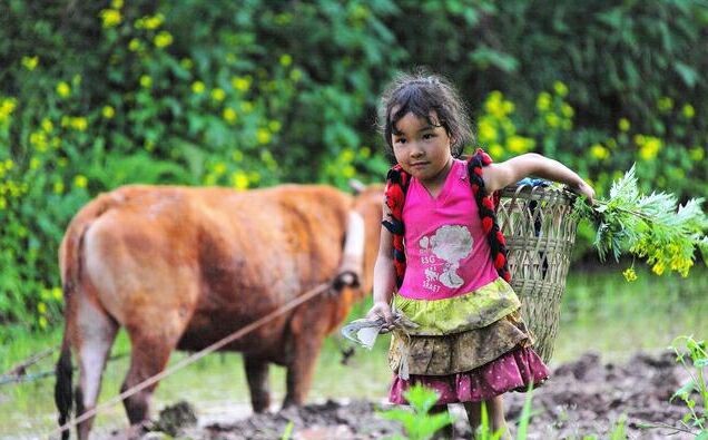 农村留守儿童童年生活5岁女孩陪母亲赶牛耕地很想走出大山
