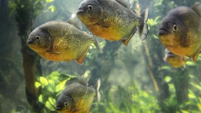 当食人鱼鱼缸里出现了一条鲫鱼,接下来的一幕却让人根本没想到!