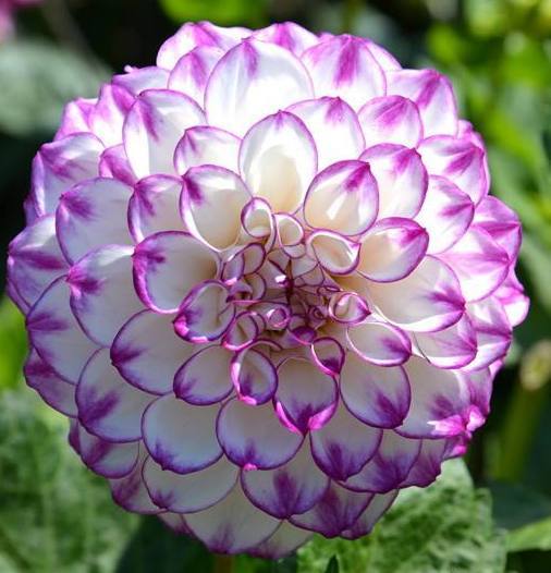 媳妇养护盆栽大丽花有妙法,用这种方法施肥,枝叶浓密花开艳丽!