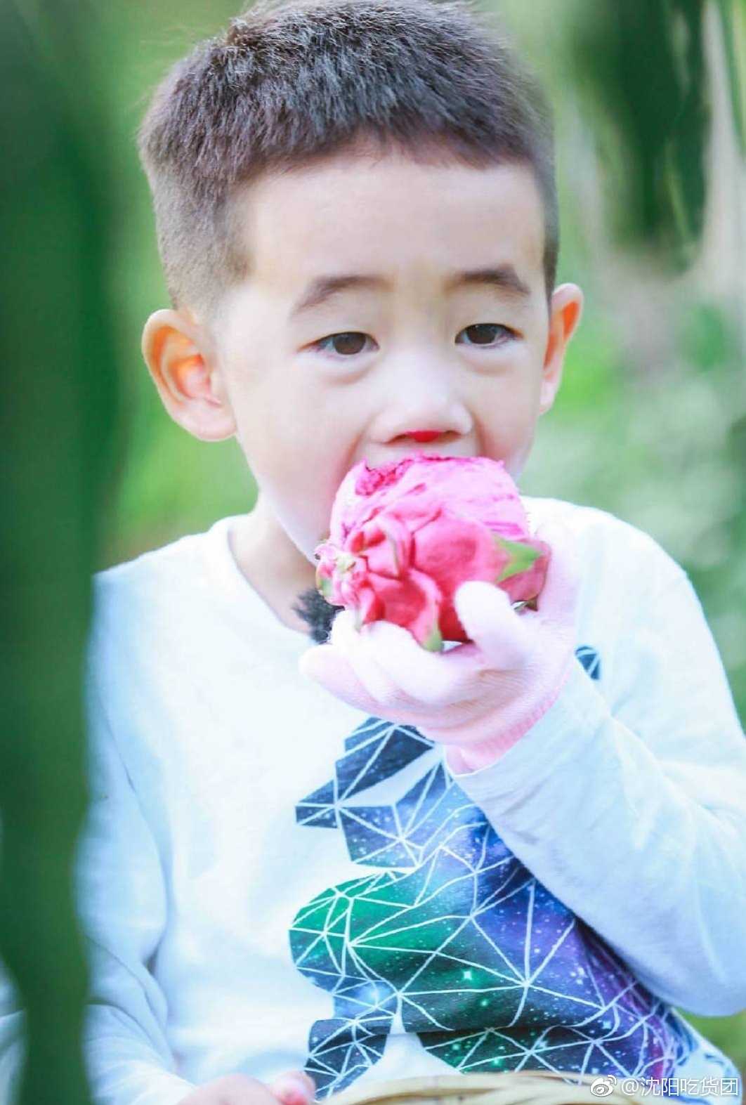 之前胖熊看爸爸去哪儿,看到jasper吃红心火龙果的时候馋的不行