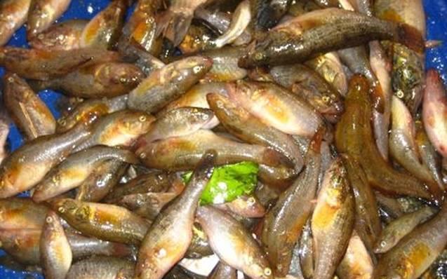 梅花鱼,这种淡水鱼我没有吃过,不知道有多少人见过?