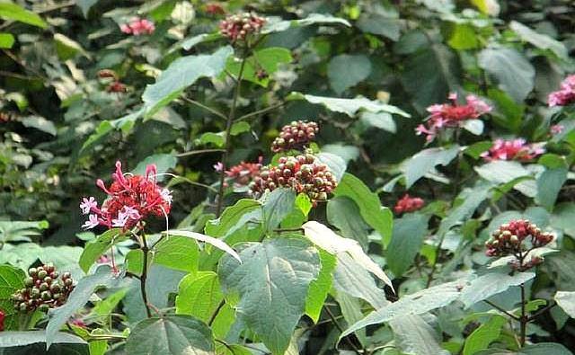 小编说的这种野草,就是在农村臭名远扬的"臭牡丹",虽然它的外形酷似