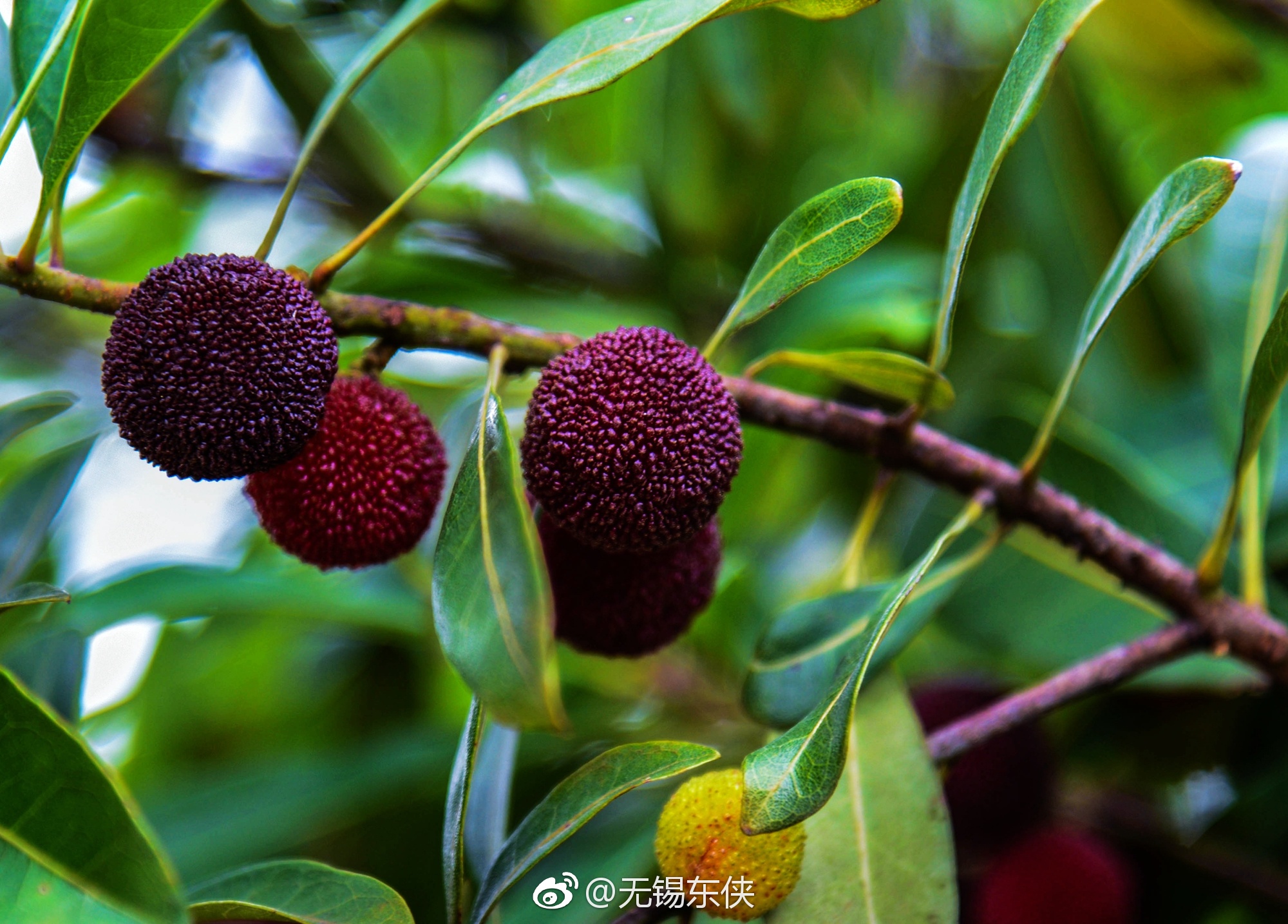 夏至杨梅满山红初夏正是马山杨梅红李成熟的季节马山的土壤