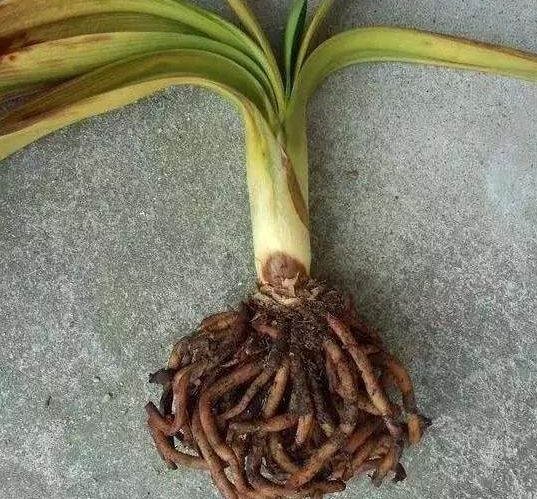 公公养盆栽君子兰有方法在根部抹点它花开不断根粗叶壮