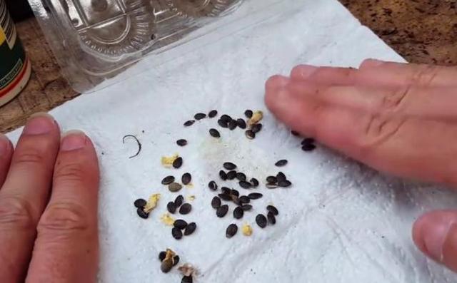 3种"果核",南方人当"垃圾",北方人养成盆栽,2年就结果