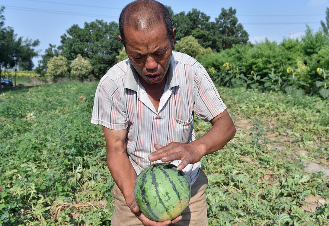 20年老瓜农手把手教你挑西瓜!一挑一个准,网友直呼太实用