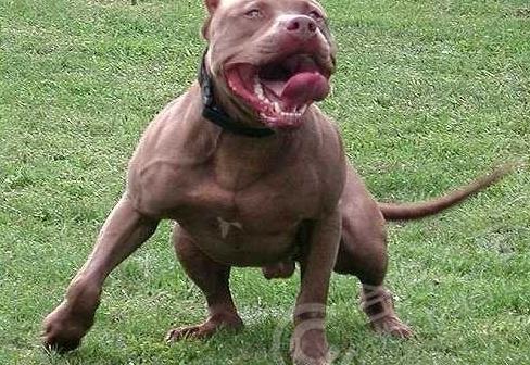 养比特犬的好处和饲养比特犬的理由