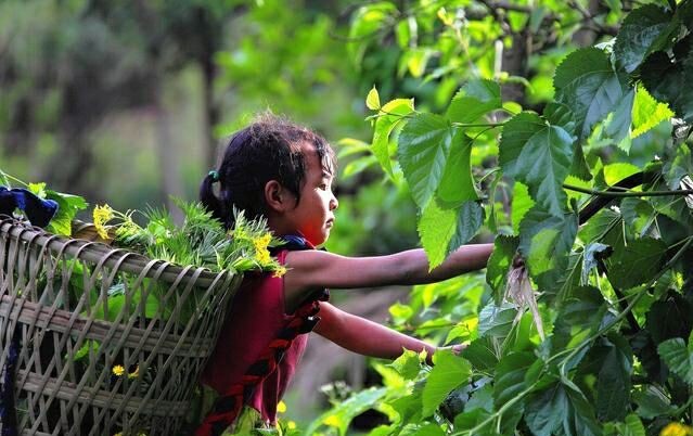 农村留守儿童童年生活5岁女孩陪母亲赶牛耕地很想走出大山