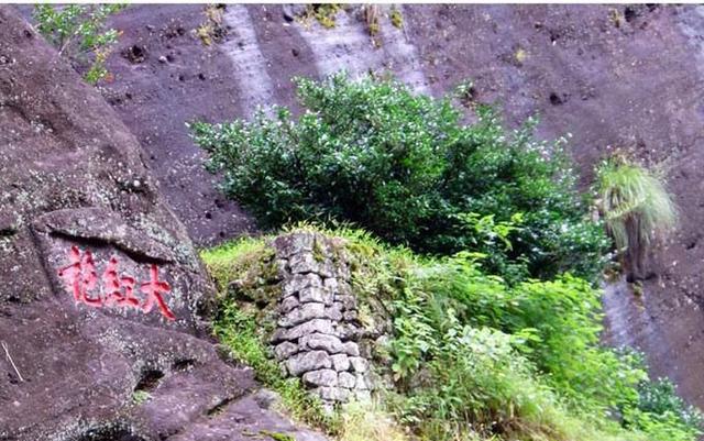 武夷山母树大红袍