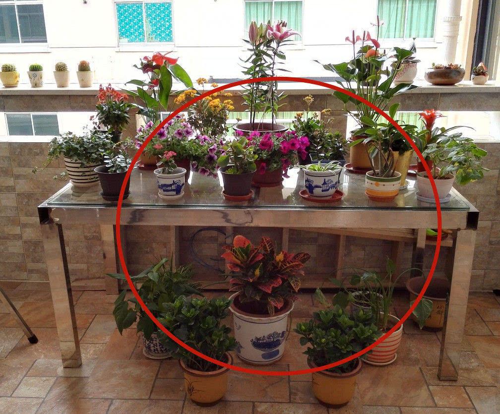 等我买房了,阳台打死不乱堆花盆,太傻,学学法国人,浪漫又整洁
