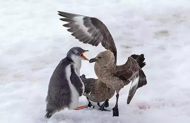 不充q币就不要烦我,知道吗!