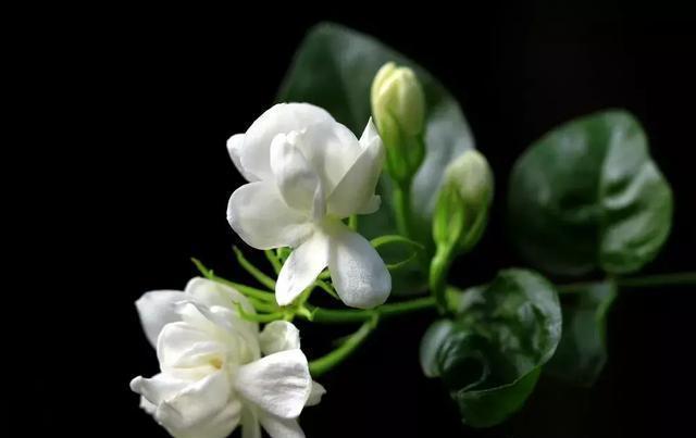 好一朵美丽的茉莉花|茉莉花|茉莉|水乡_新浪新闻