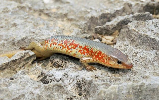 身体很长的爬行动物火焰石龙子蛇和蜥蜴的合体生物