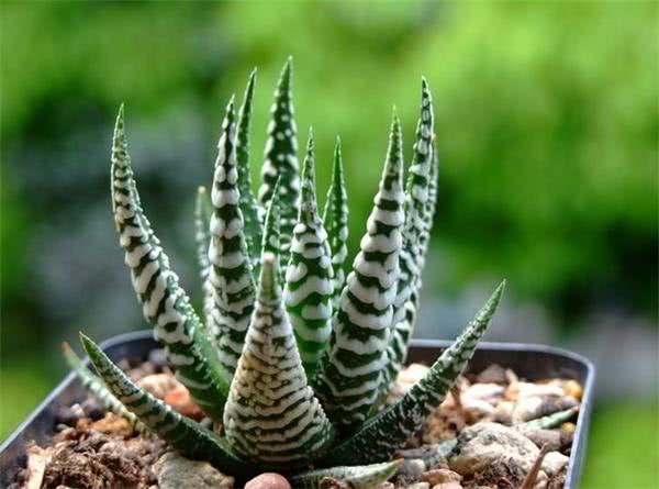斑马芦荟怎么养分分钟养好斑马芦荟的技巧这个你要知道