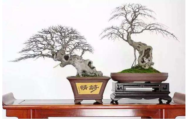 云片盆景制作技巧,有什么特色,怎么养?