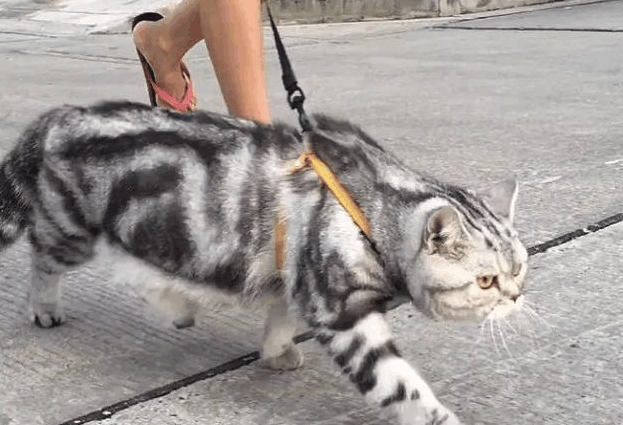 牵着家里的猫咪去散步, 这不是人遛猫, 是猫遛人啊