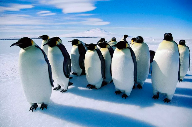 极地旅游冷思考:行业热度升温,如何破解可持