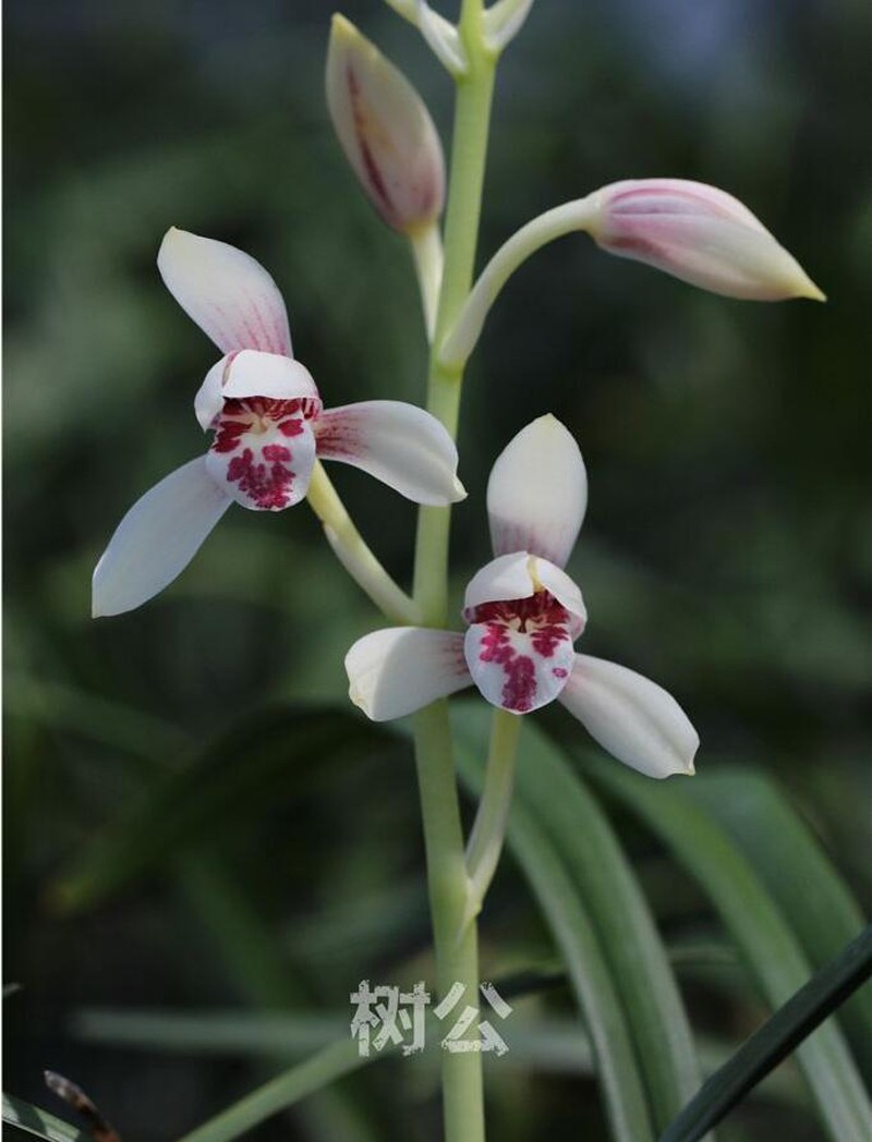 飘落凡间的仙子建兰玉白丹红