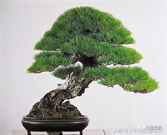 品读千年,松树盆景,始终是心中的至爱!