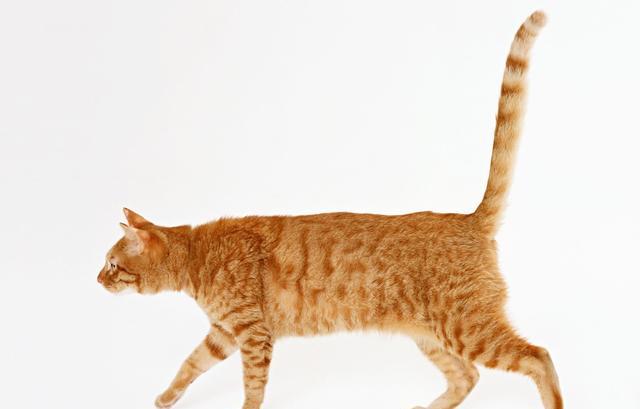 猫咪尾巴的语言作为铲屎官的你一定要了解