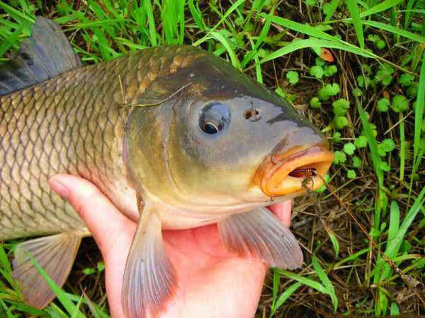 当这样的大鲤鱼钓上岸时,钓鱼人体会到真正的喜悦