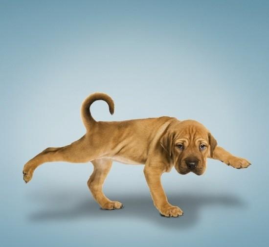 小狗"猫牛式"小狗两种抬腿式小狗"英雄"式小狗"树式"