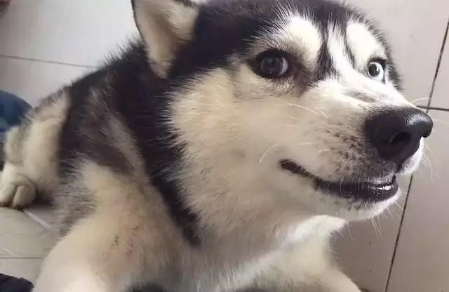 二哈装腔作势想抢老婆饭吃被吼了一声后露出一脸贱笑舒服