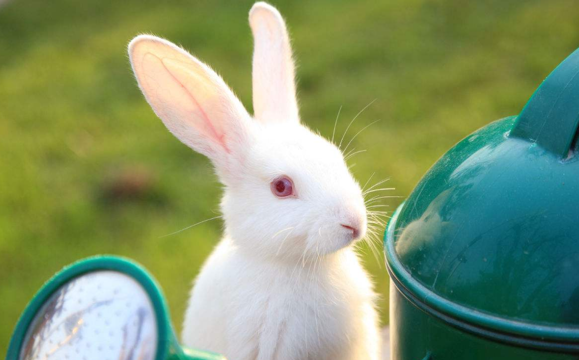 万万没想到兔子会喜欢吃鸡腿说好的爱吃萝卜爱吃菜呢