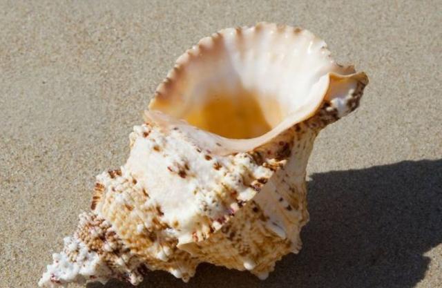 海螺的"尾部"是黄还是"屎"?大多数人都搞错了,不懂不要乱吃