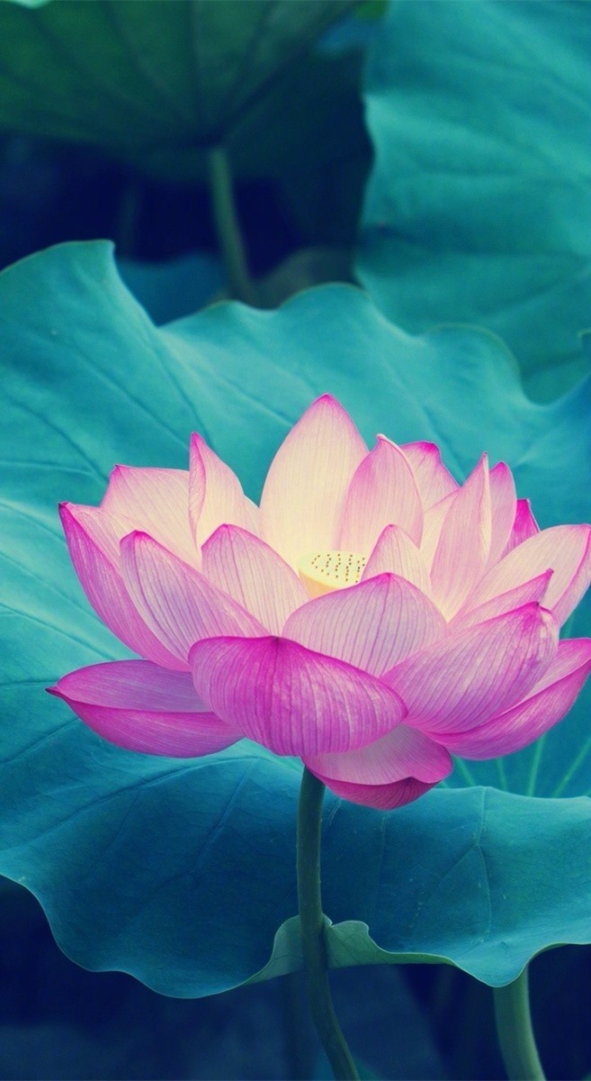 诸缘梦如幻世间唯妙莲