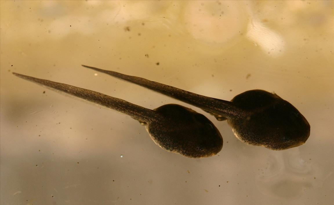 广大男性同胞们,研究说半数男性精子数量不够,怎么办?