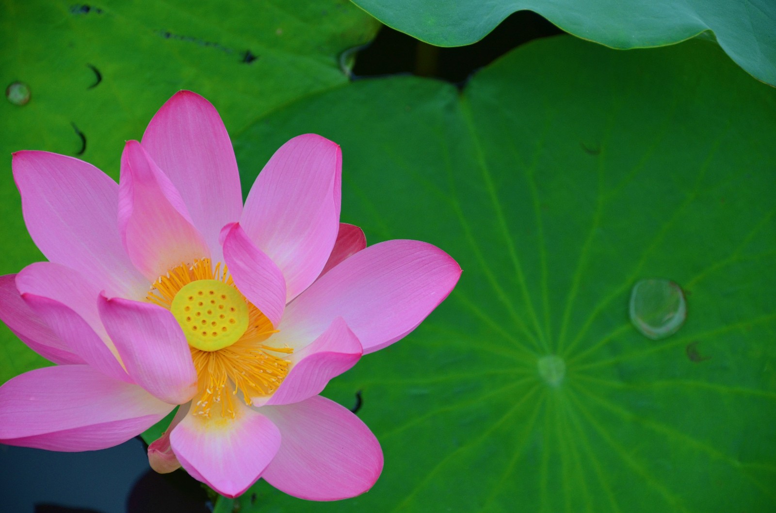 心有菩提禅意清凉