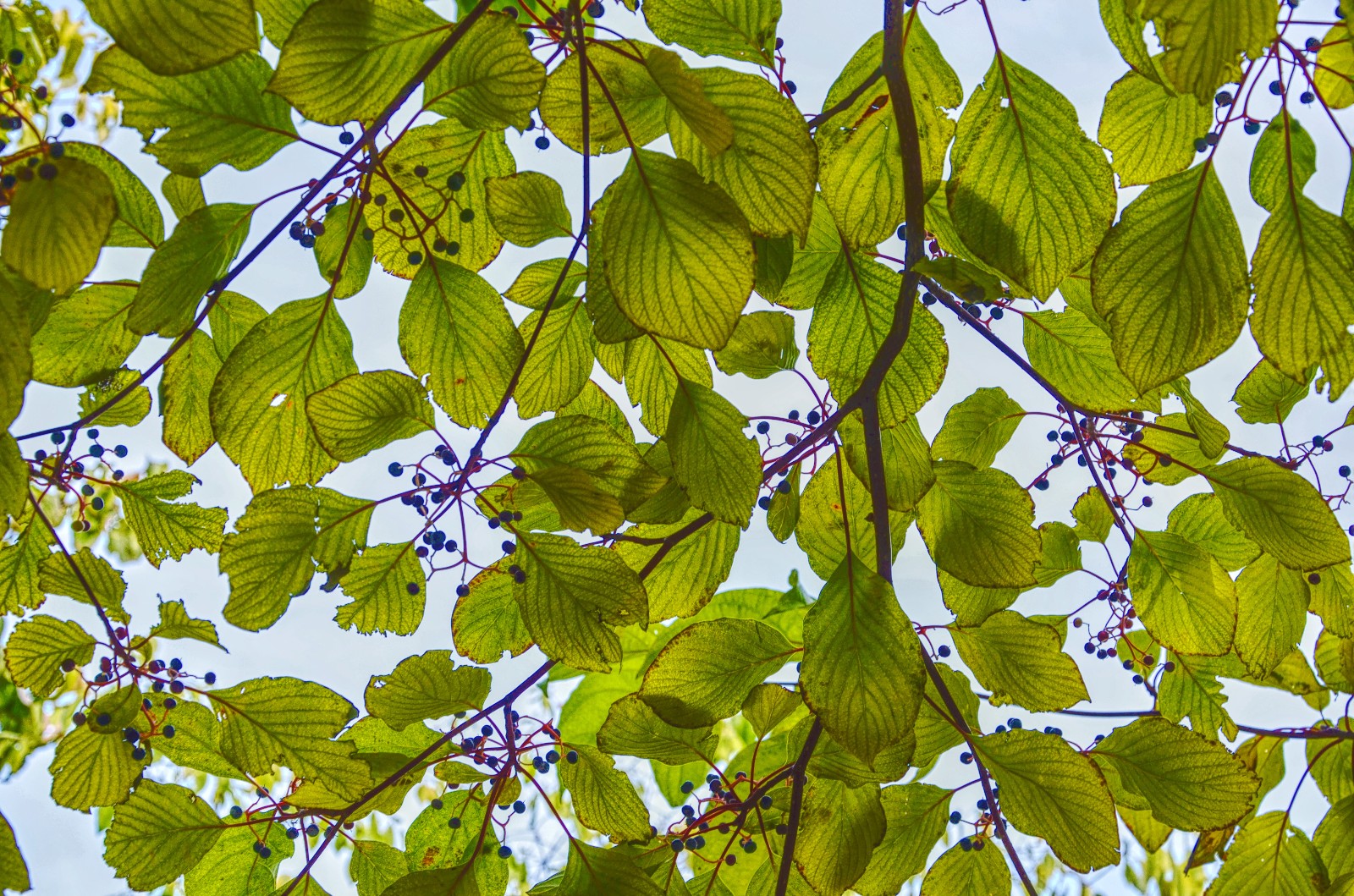 花似皎云洁木如弯钩月灯台树的叶子也很美原创摄影