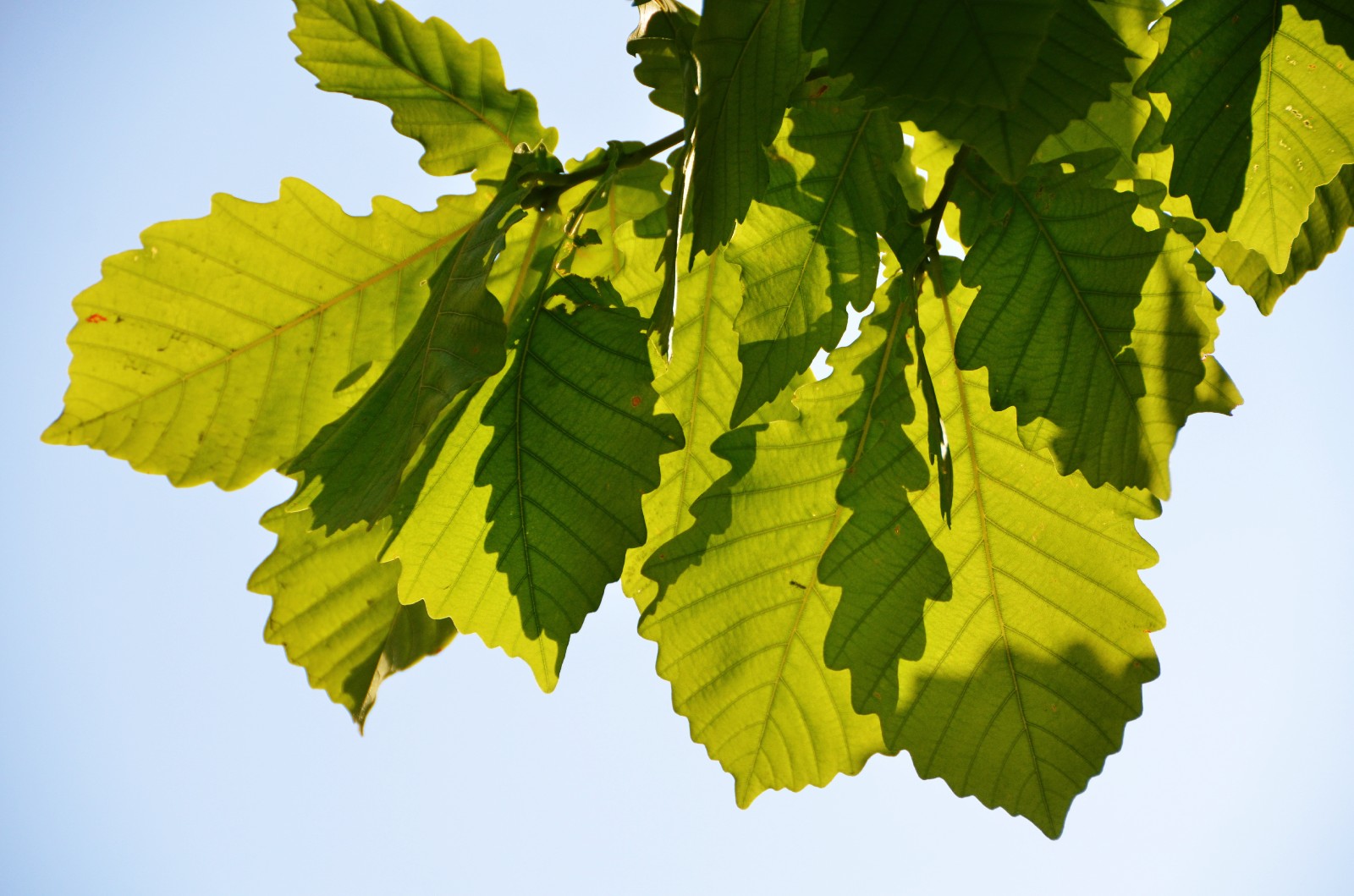 光影下的栎树叶子很好看原创摄影