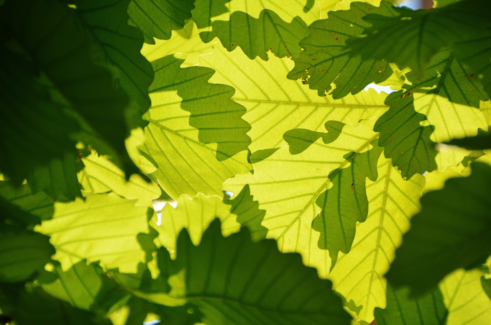 光影下的栎树叶子很好看原创摄影