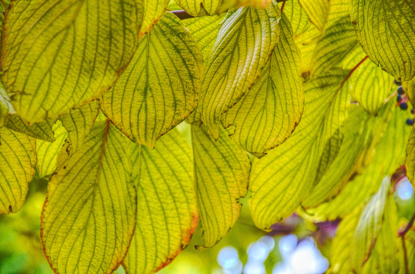 花似皎云洁木如弯钩月灯台树的叶子也很美原创摄影