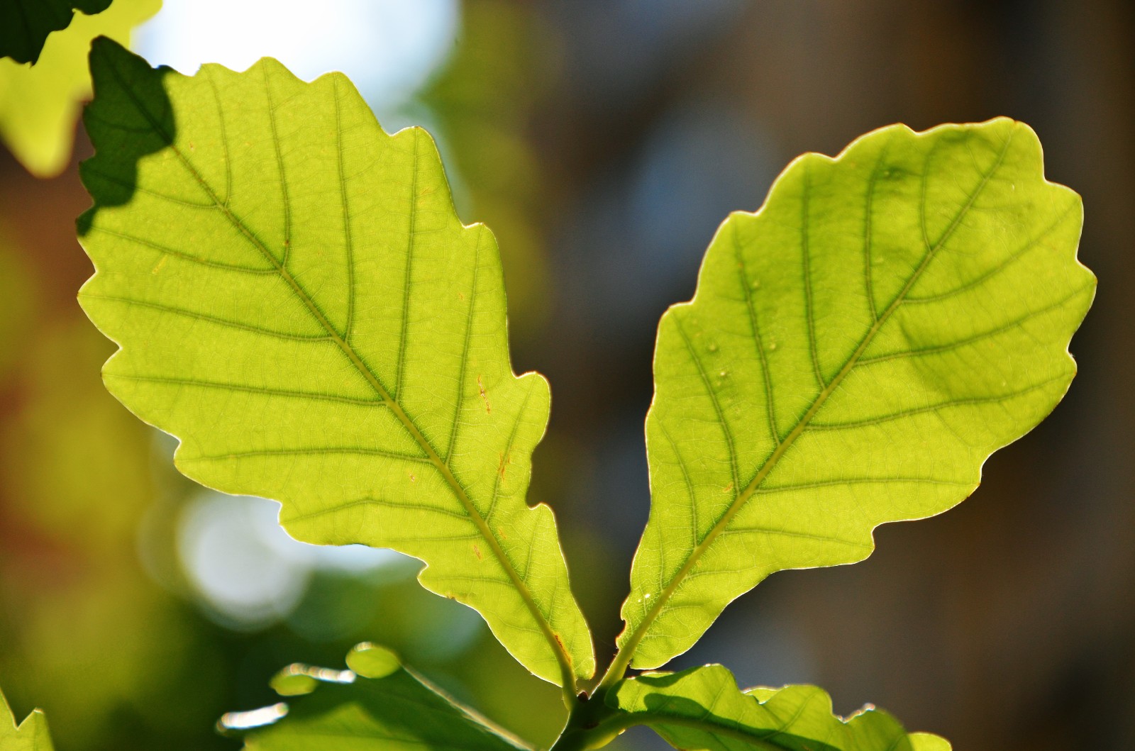 光影下的栎树叶子很好看原创摄影