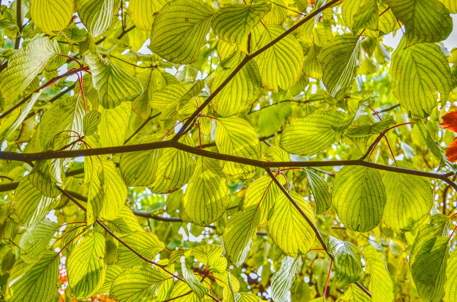 花似皎云洁木如弯钩月灯台树的叶子也很美原创摄影