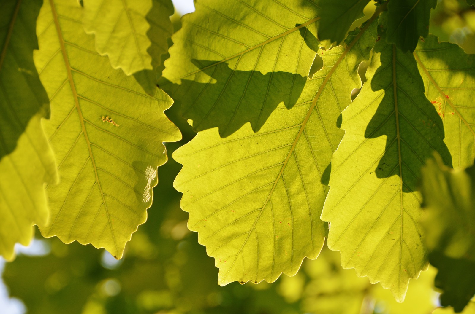 光影下的栎树叶子很好看原创摄影