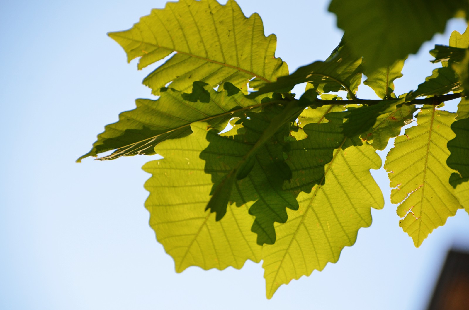 光影下的栎树叶子很好看原创摄影