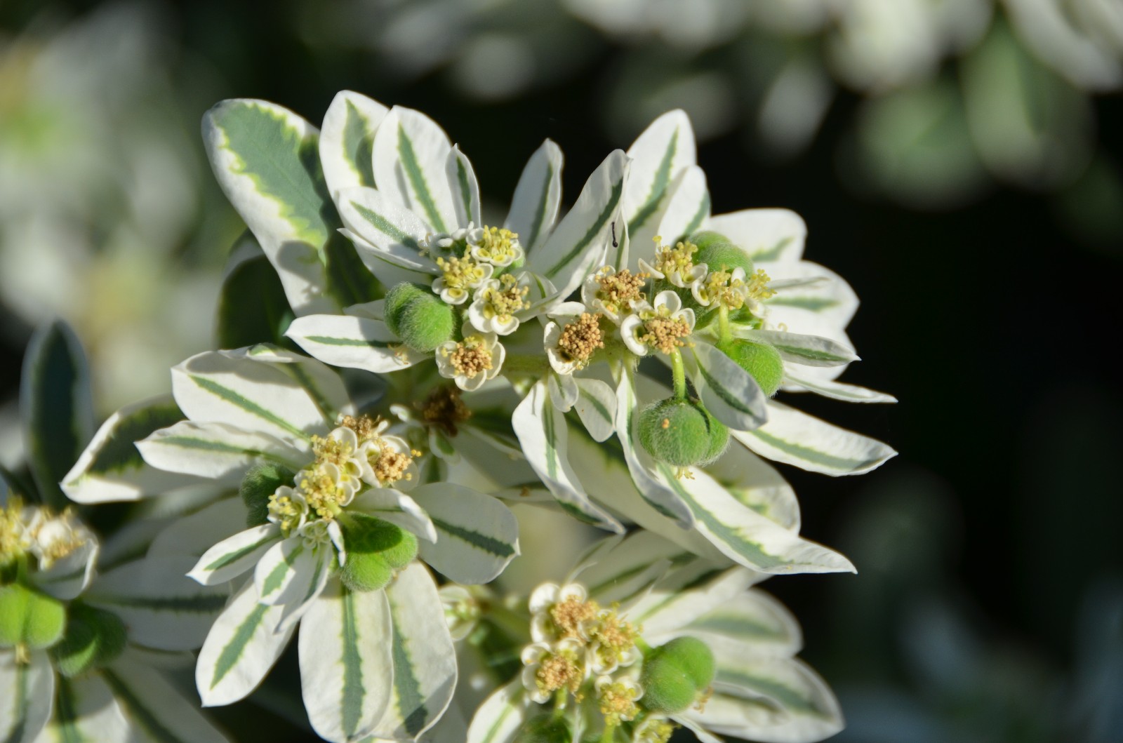 淡淡妆天然样就像美丽的银边翠原创摄影