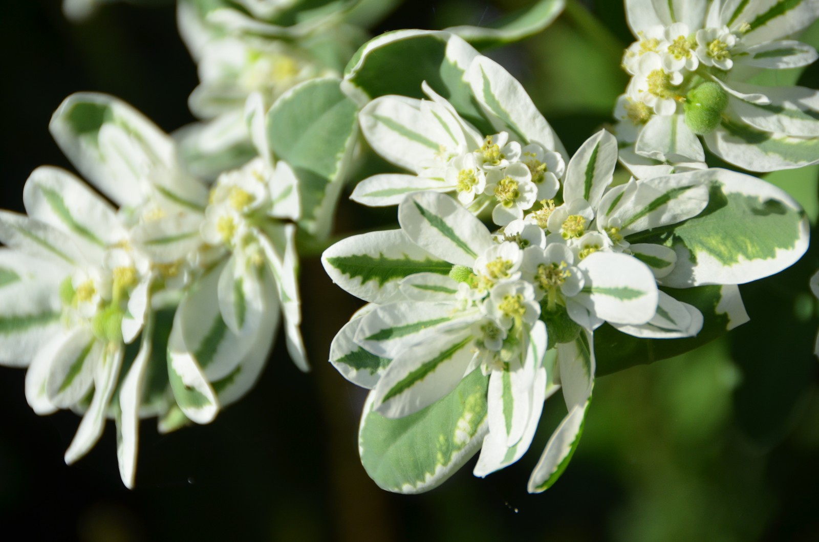 淡淡妆天然样就像美丽的银边翠原创摄影