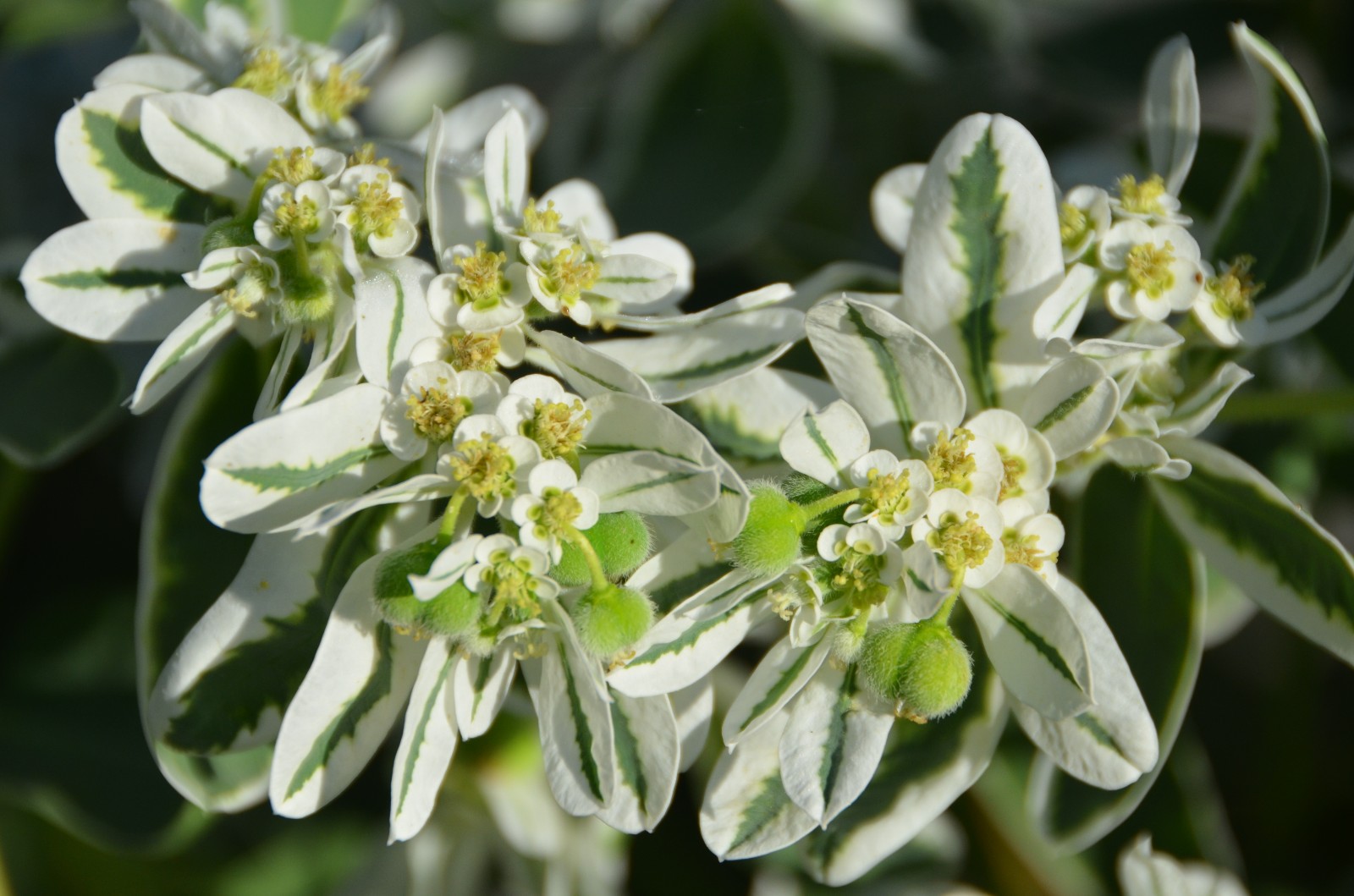 淡淡妆天然样就像美丽的银边翠原创摄影