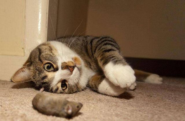铲屎官以为猫咪抱着假老鼠在玩,结果居然是真的,猫咪:感动不?