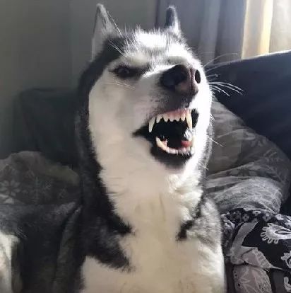 其实,它真是这样的,表里如一鄙视你!