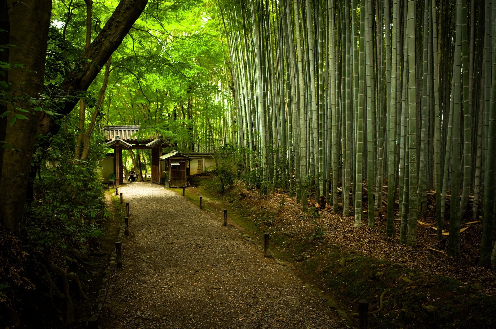 竹下忘言对紫茶全胜羽客醉流霞