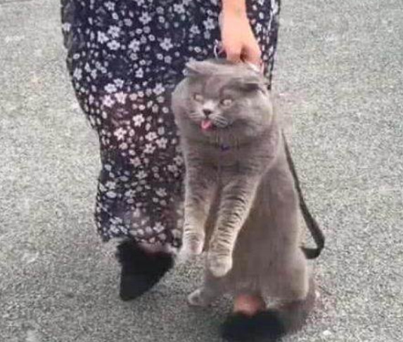 主人发现后,急忙追了出去,于是就这样被拎着回来了,看到蓝猫的表情