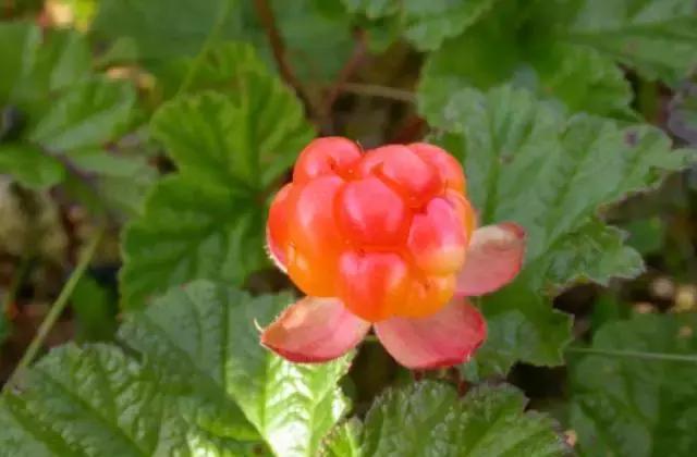 这些水果吃到超过三种的人请收下我的膝盖