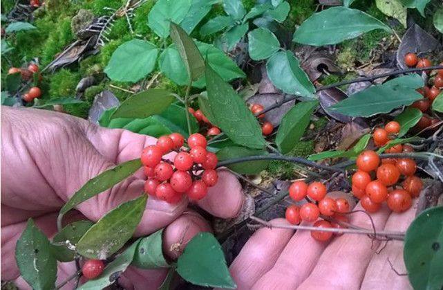 农村这种野草被称为"药王",农民说能治百病,如今1斤卖1000元