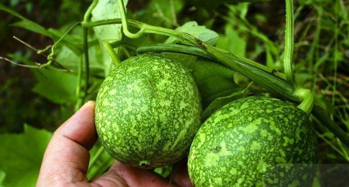 农村田野上长的这种小西瓜, 能吃吗? 只知道能入药治咽痛咳嗽肺热